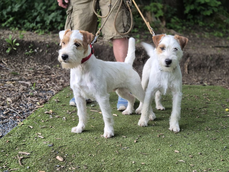 Parson Russell teriér