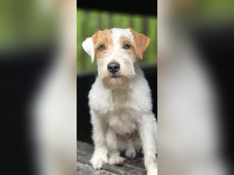 Parson Russell teriér