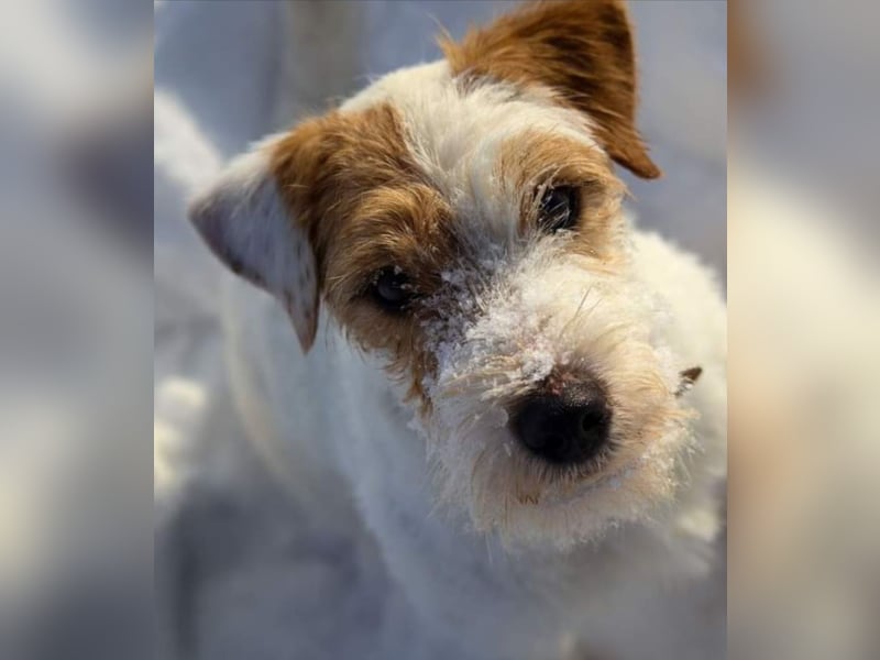 Parson Russell teriér