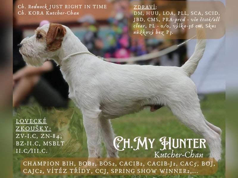 Parson Russell teriér