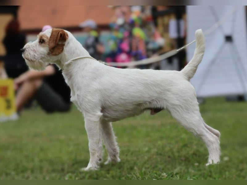 Parson Russell teriér