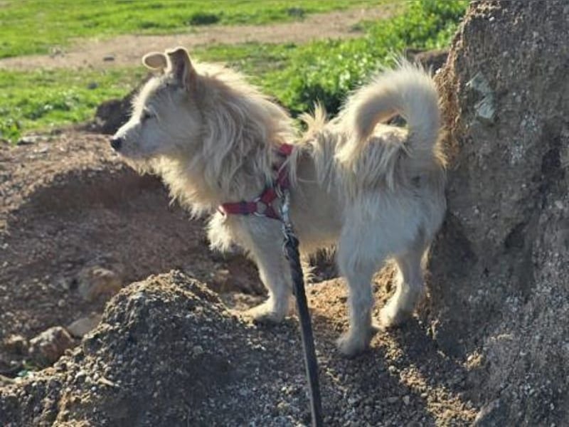 Remino - Klein UND Oho !!