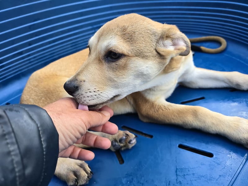 Leda: voller Lebensfreude