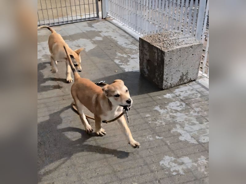 Leda: voller Lebensfreude