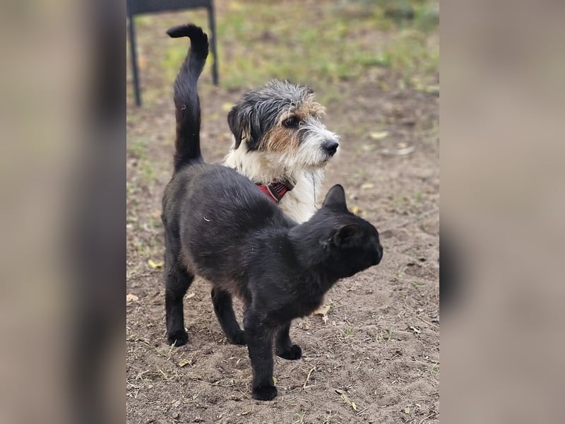 Rover ist aufgeschlossen und verspielt Rover ist aufgeschlossen und verspielt
