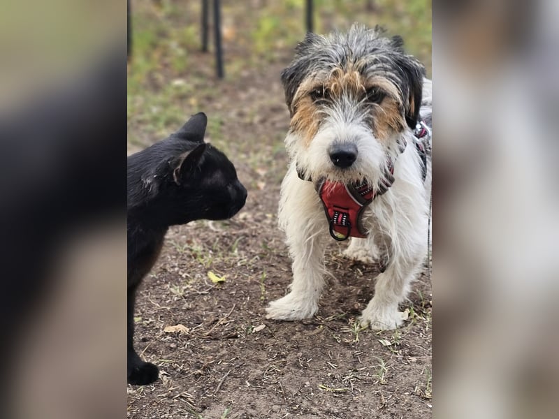 Rover ist aufgeschlossen und verspielt Rover ist aufgeschlossen und verspielt