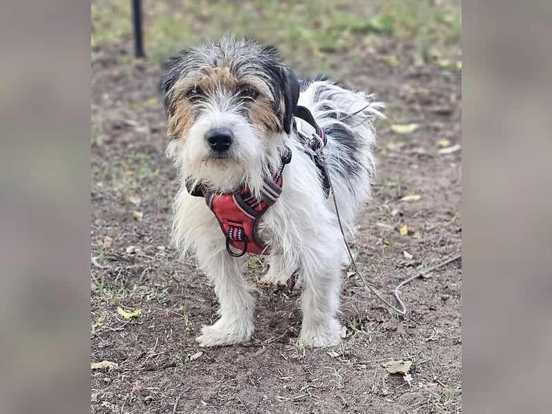 Rover ist aufgeschlossen und verspielt Rover ist aufgeschlossen und verspielt