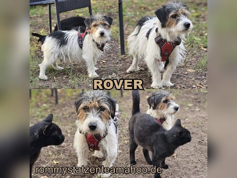 Rover ist aufgeschlossen und verspielt Rover ist aufgeschlossen und verspielt