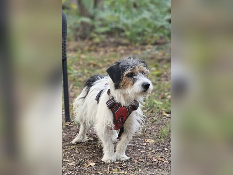 Rover ist aufgeschlossen und verspielt Rover ist aufgeschlossen und verspielt