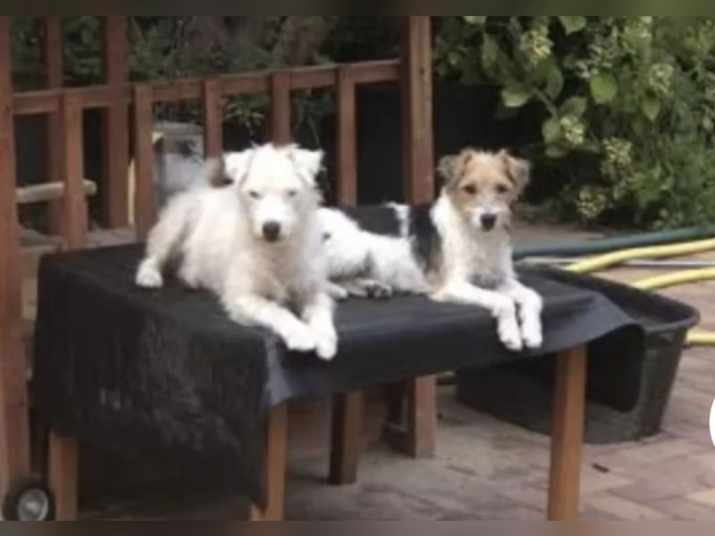 Typvoller Parson Terrier , Deckrüde