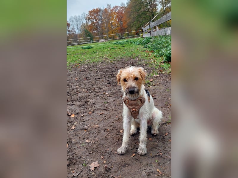 Typvoller Parson Terrier , Deckrüde