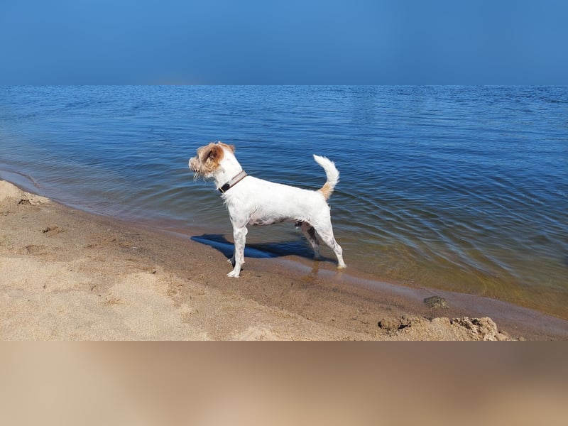 Typvoller Parson Terrier , Deckrüde