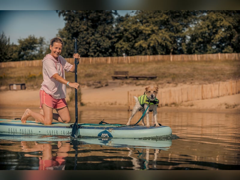 Typvoller Parson Terrier , Deckrüde
