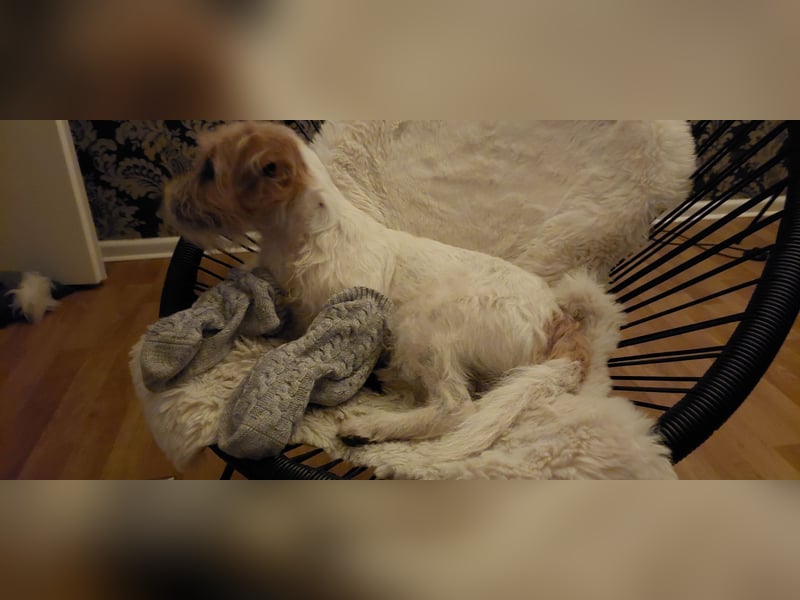 Typvoller Parson Terrier , Deckrüde