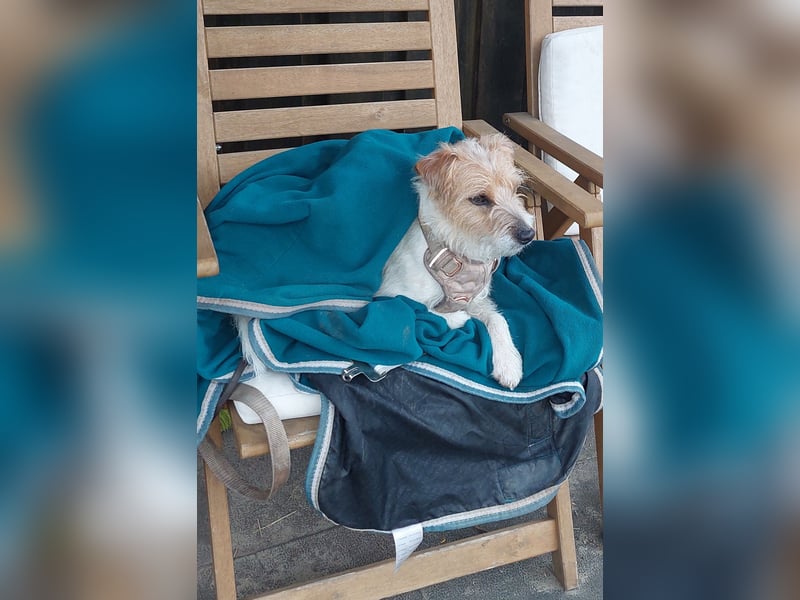 Typvoller Parson Terrier , Deckrüde