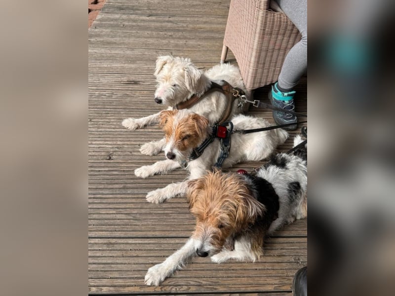 Typvoller Parson Terrier , Deckrüde