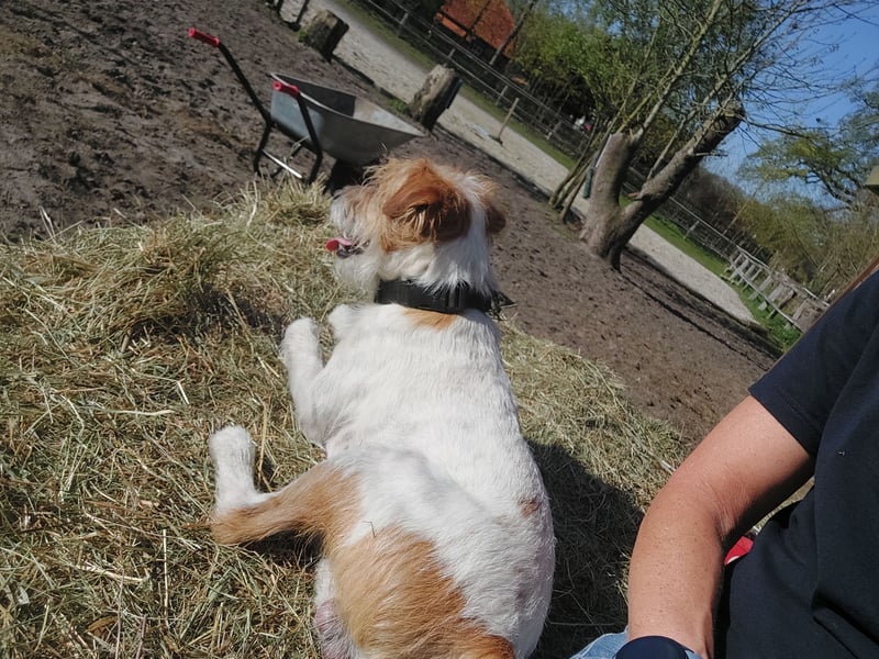 Typvoller Parson Terrier , Deckrüde