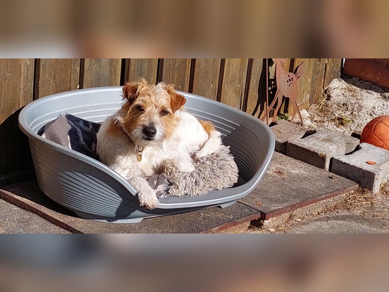 Typvoller Parson Terrier , Deckrüde