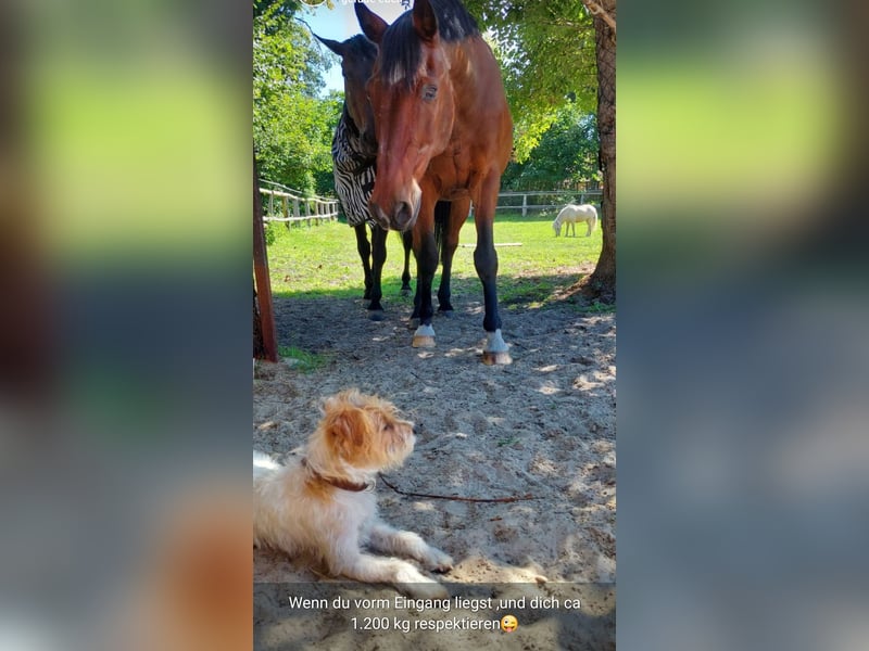 Typvoller Parson Terrier , Deckrüde