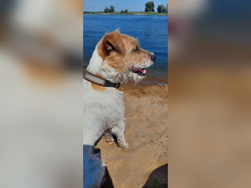 Typvoller Parson Terrier , Deckrüde