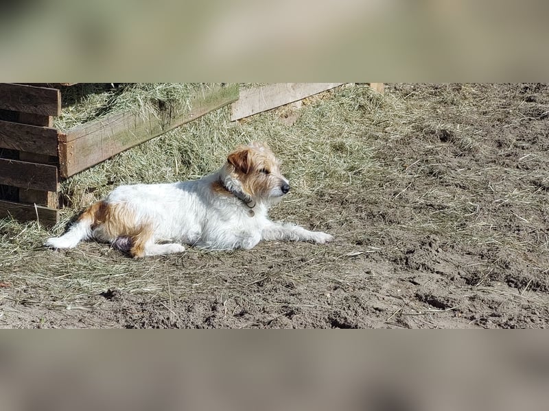Typvoller Parson Terrier , Deckrüde