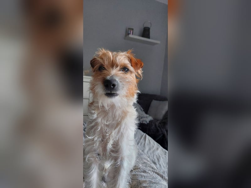 Typvoller Parson Terrier , Deckrüde