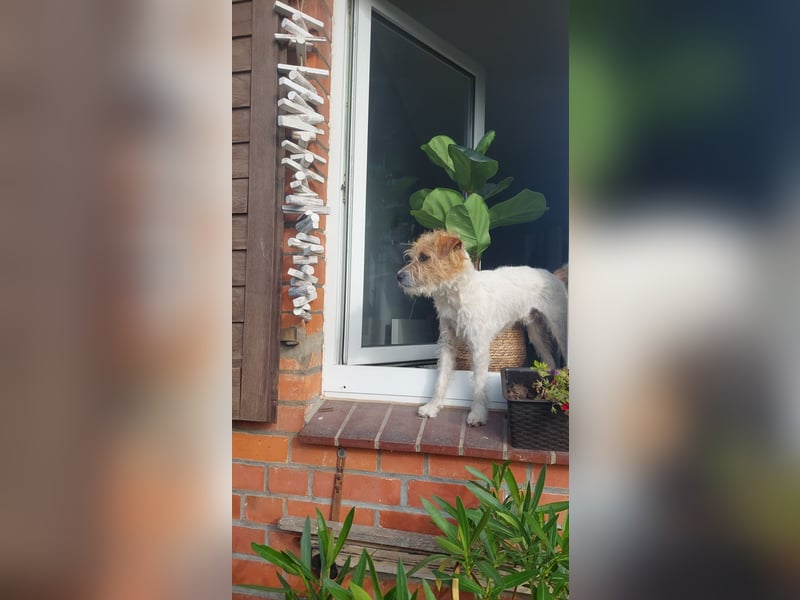 Typvoller Parson Terrier , Deckrüde