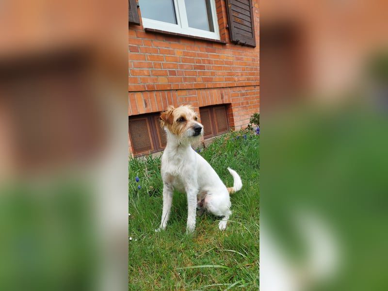 Typvoller Parson Terrier , Deckrüde