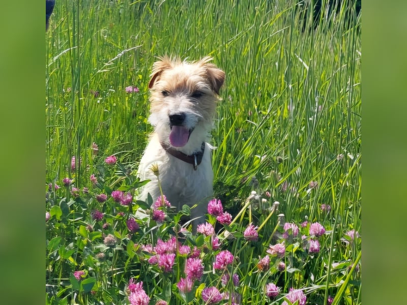 Typvoller Parson Terrier , Deckrüde