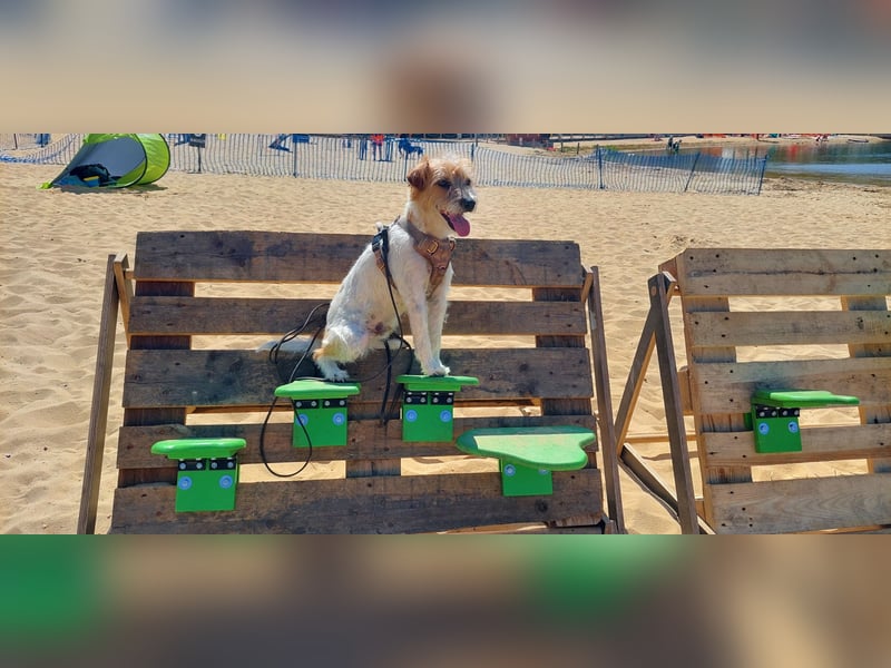 Typvoller Parson Terrier , Deckrüde