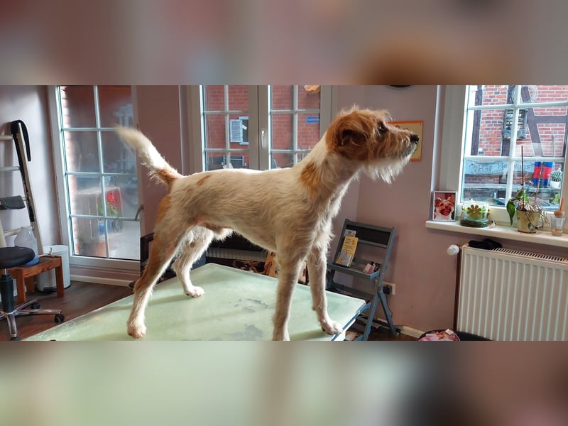 Typvoller Parson Terrier , Deckrüde