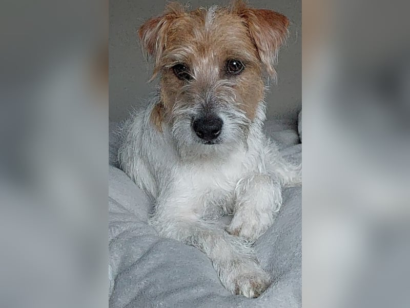 Typvoller Parson Terrier , Deckrüde