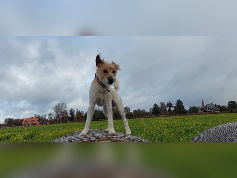 Typvoller Parson Terrier , Deckrüde