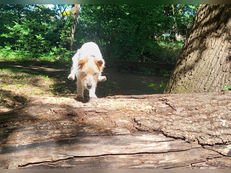 Typvoller Parson Terrier , Deckrüde