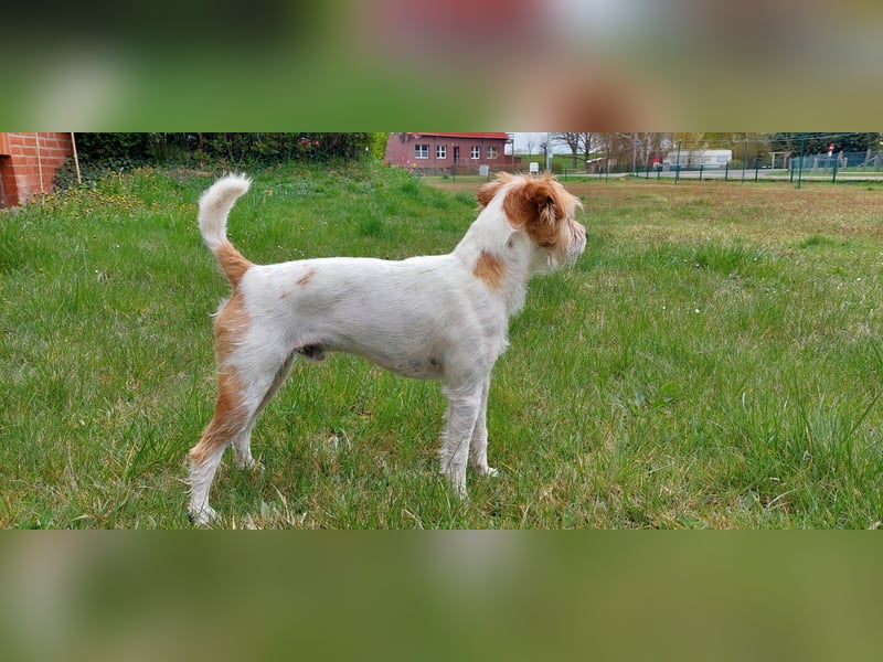 Typvoller Parson Terrier , Deckrüde