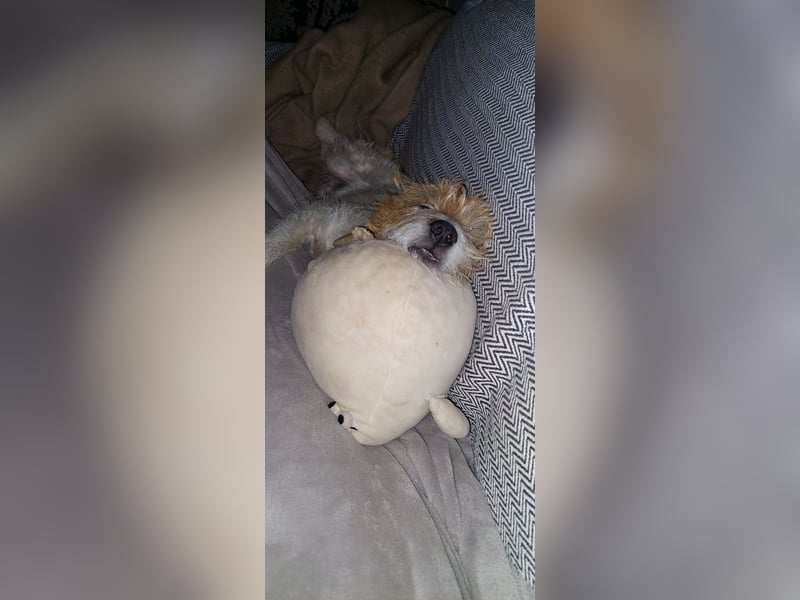 Typvoller Parson Terrier , Deckrüde