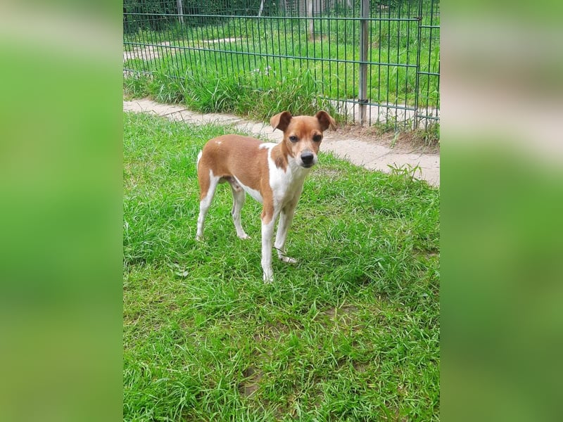 Michel - neues Zuhause gesucht (Pflegestelle in Schleswig Holstein)
