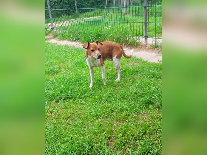 Michel - neues Zuhause gesucht (Pflegestelle in Schleswig Holstein)
