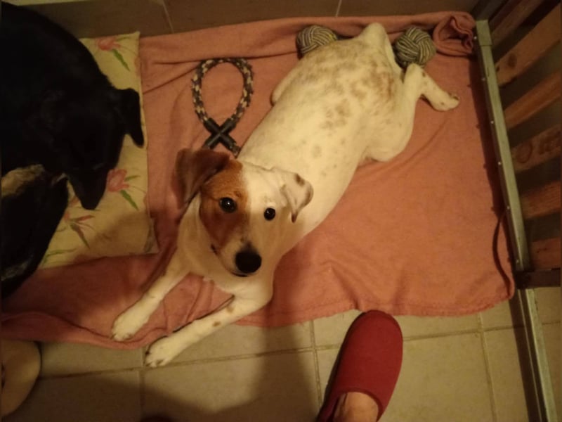 SCHATZI ca. 6 mon. Terriermix-Mädchen, katzen und Hundelieb