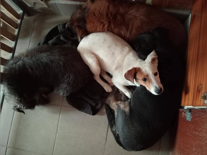 SCHATZI ca. 6 mon. Terriermix-Mädchen, katzen und Hundelieb
