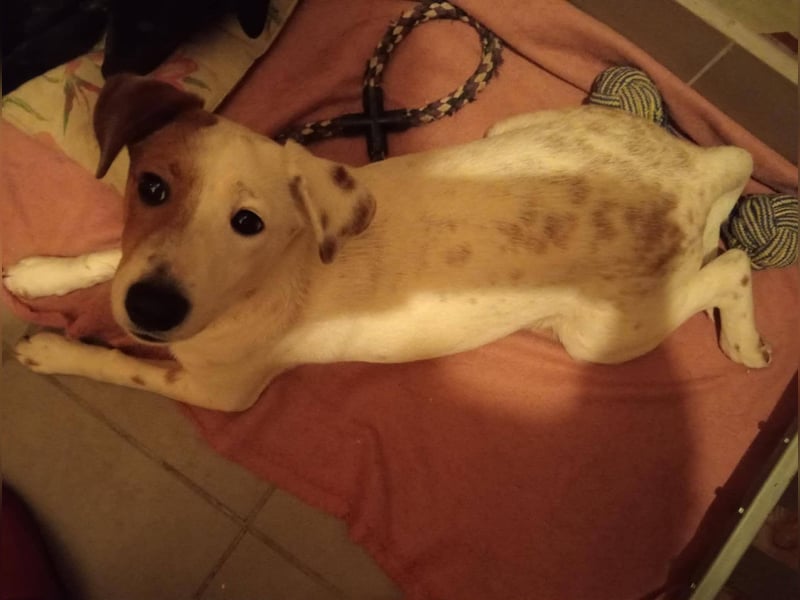 SCHATZI ca. 6 mon. Terriermix-Mädchen, katzen und Hundelieb