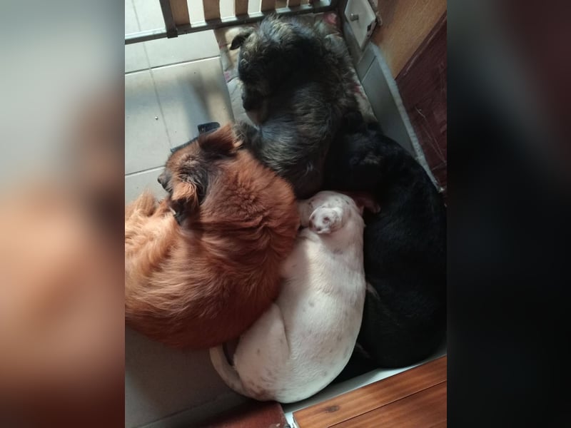 SCHATZI ca. 6 mon. Terriermix-Mädchen, katzen und Hundelieb