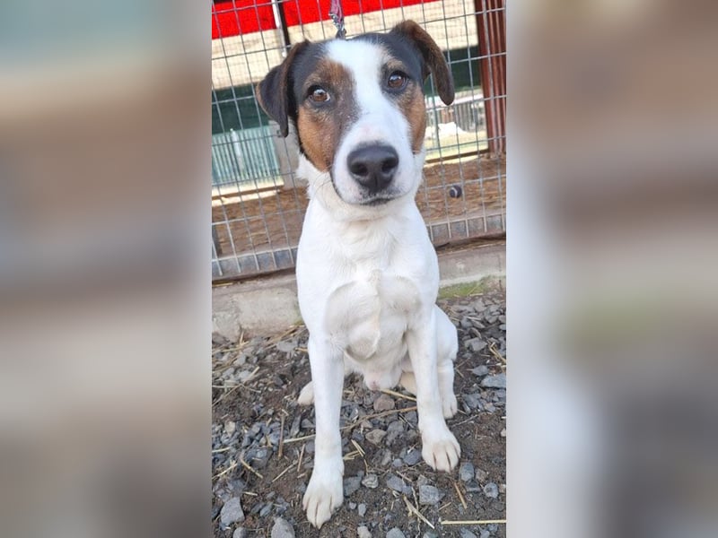 VILI ist voller Lebensfreude - 1,5 Jahre, 43cm/12kg - Parson Jack Russell-Mix