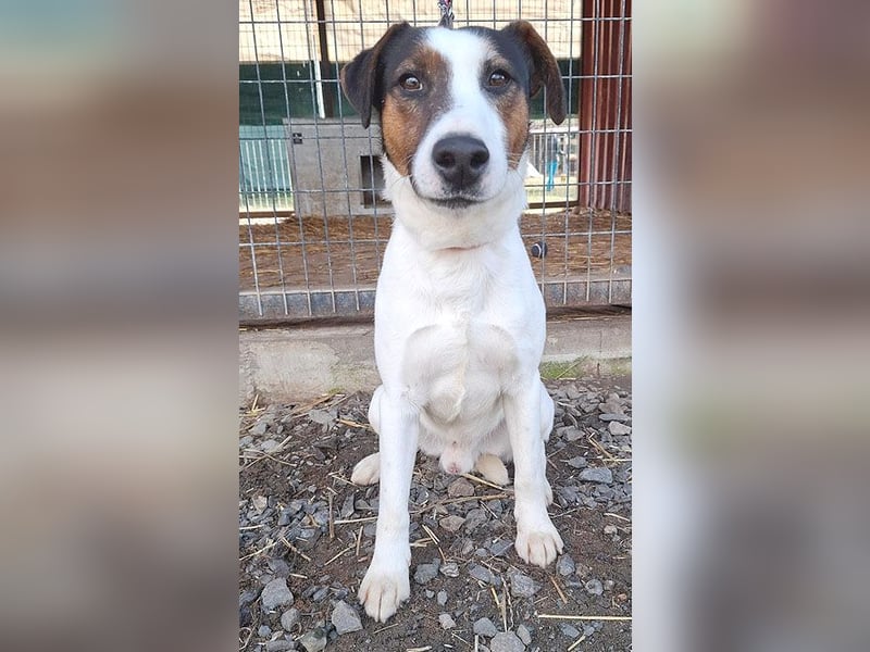 VILI ist voller Lebensfreude - 1,5 Jahre, 43cm/12kg - Parson Jack Russell-Mix