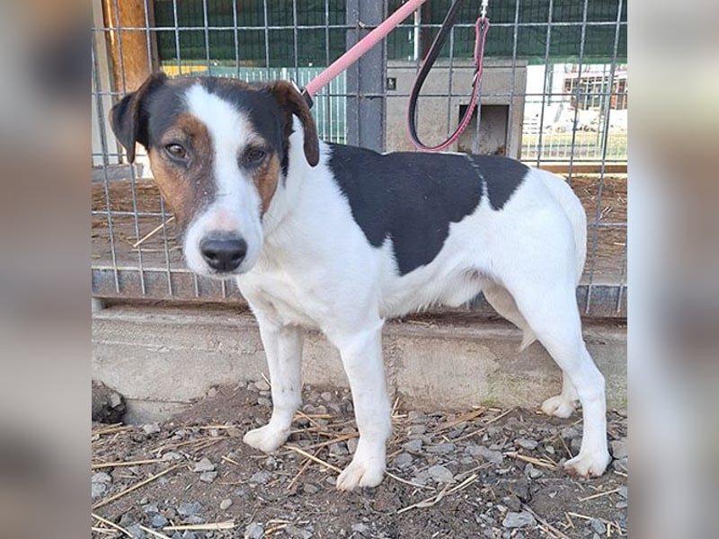 VILI ist voller Lebensfreude - 1,5 Jahre, 43cm/12kg - Parson Jack Russell-Mix