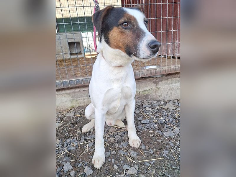 VILI ist voller Lebensfreude - 1,5 Jahre, 43cm/12kg - Parson Jack Russell-Mix