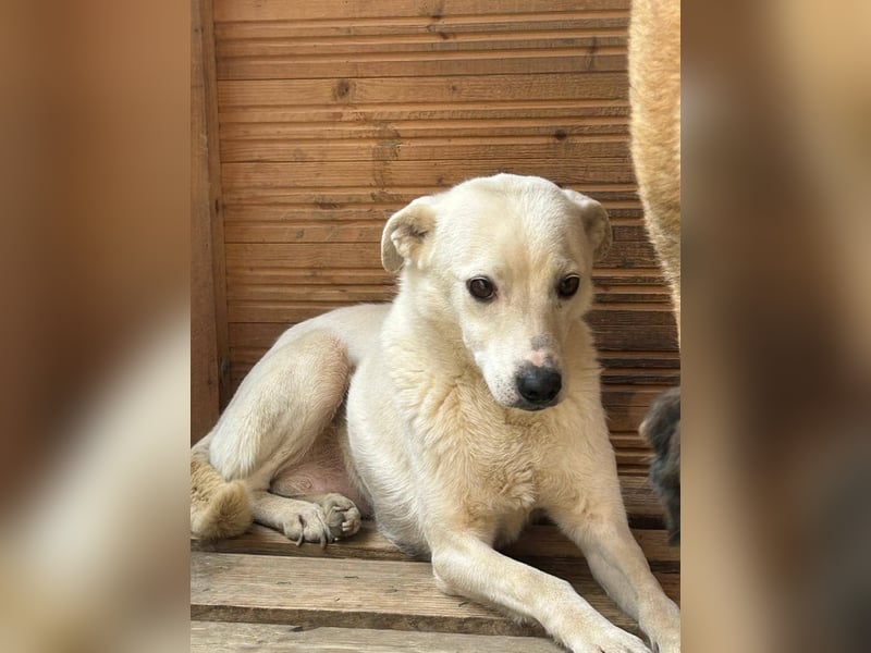 Chance - so viel Leid