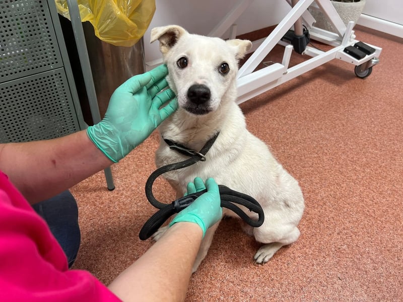 Chance - so viel Leid