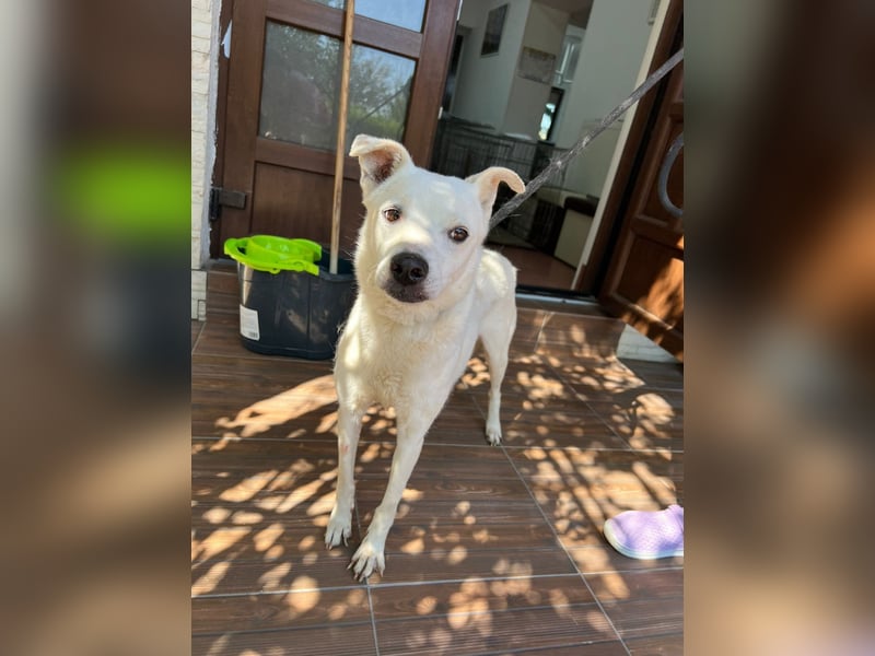 Chance - so viel Leid