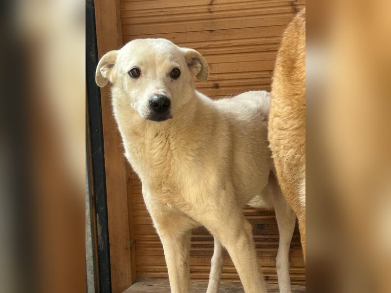 Chance - so viel Leid